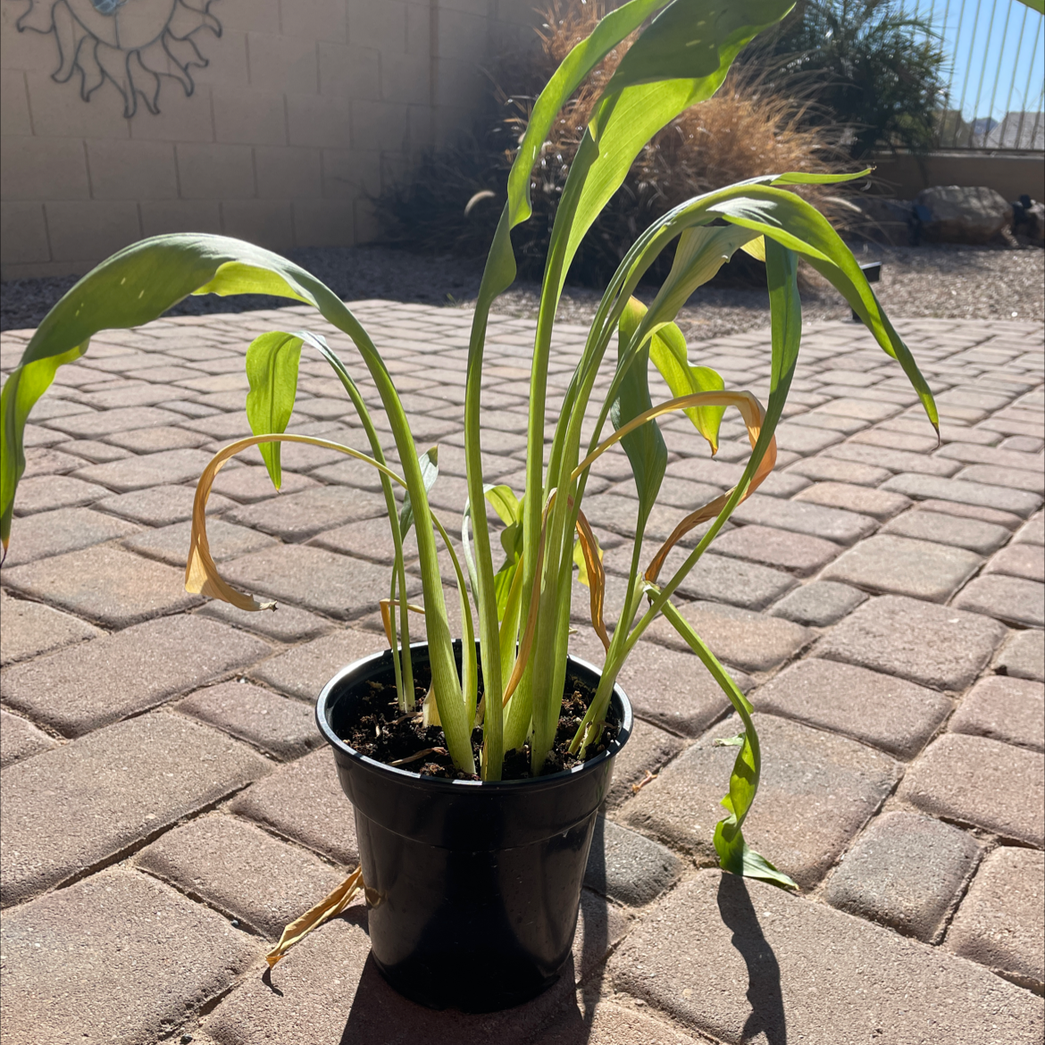 Variegated Shell Ginger plant in a black pot with some yellowing and browning leaves.