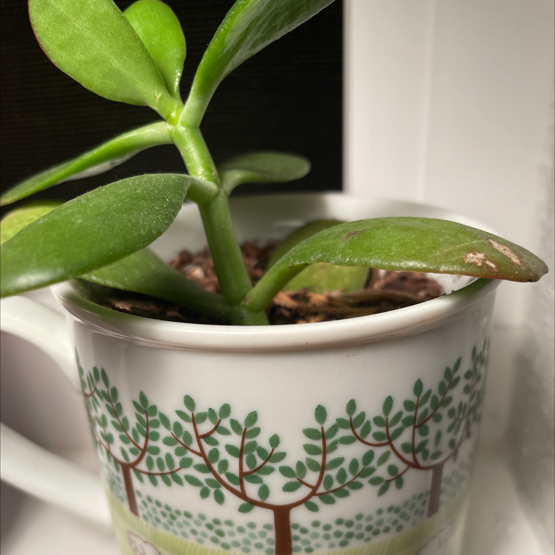 Crassula mesembryanthemoides plant in a decorative mug with slight browning on one leaf.