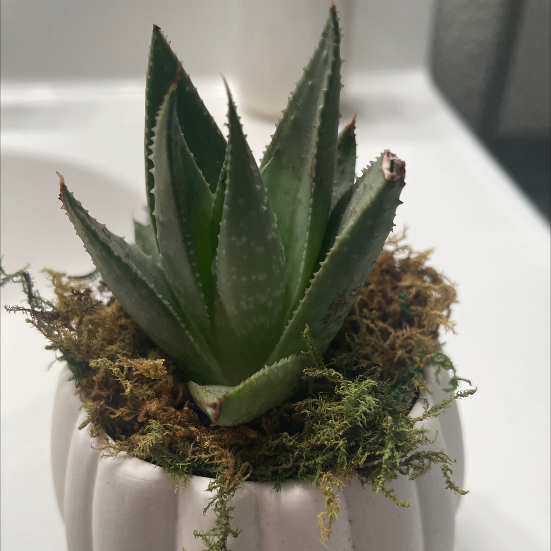 Coastal Agave plant in a white pot with moss around its base.