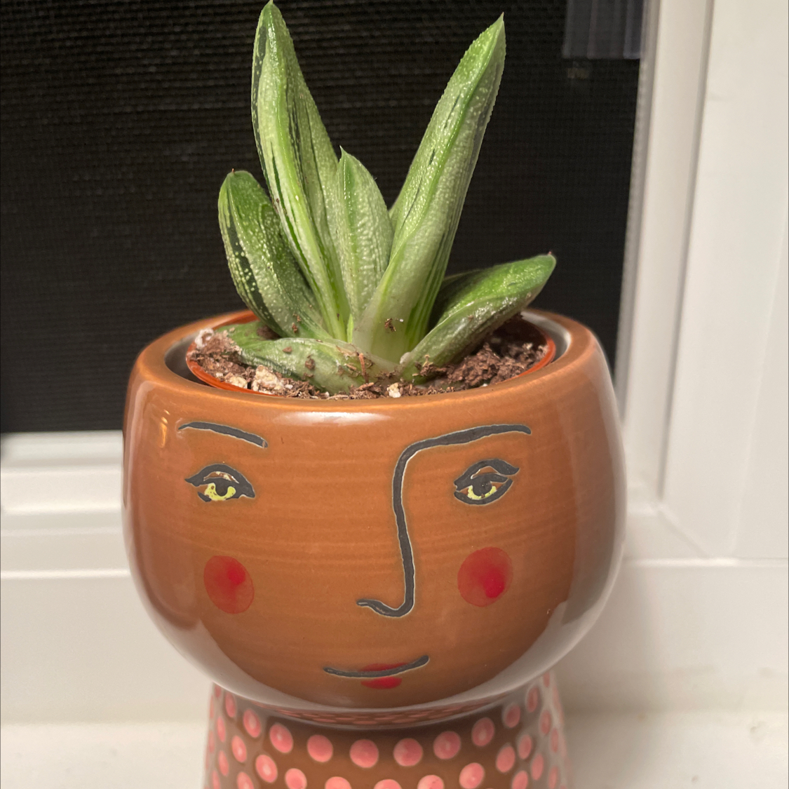 Ox Tongue plant photo by @eazyali named Hair boi on Greg, the plant care app.