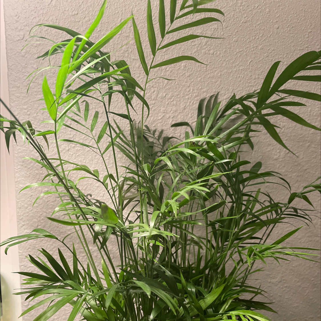 Parlour Palm plant photo by @eazyali named Leafy on Greg, the plant care app.