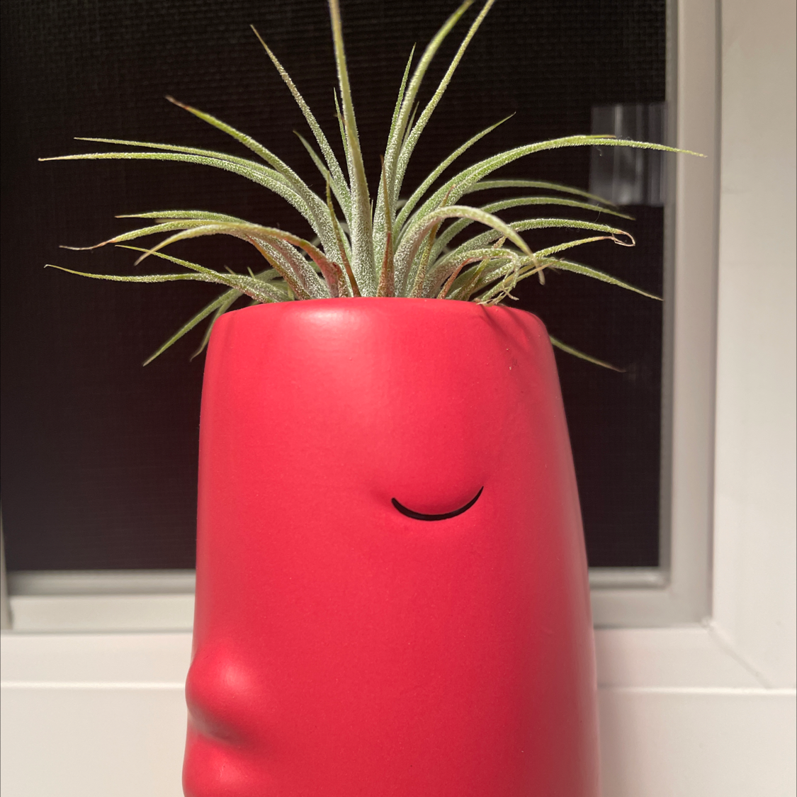 Spreading Airplant plant photo by @eazyali named Kissy face on Greg, the plant care app.