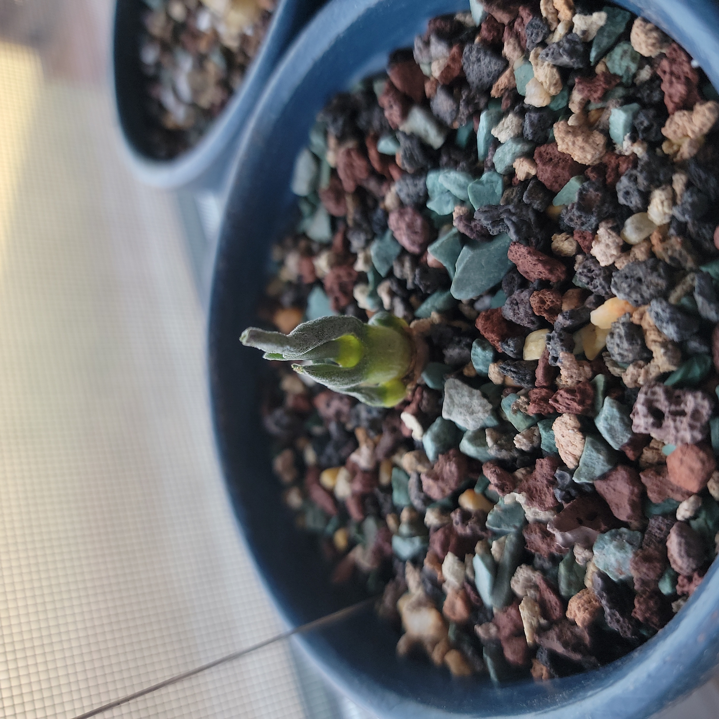 Photo of the plant species Bunny Succulent by @EmergingOakfern named Daphne on Greg, the plant care app
