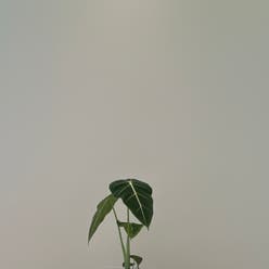Alocasia 'Frydek' plant