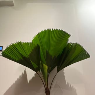 Ruffled Fan Palm plant in Singapore River, Singapore