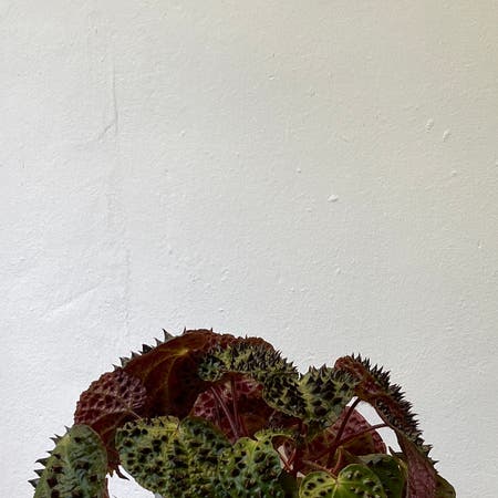 Photo of the plant species Begonia Melanobullata by Tjy named Office Durian on Greg, the plant care app