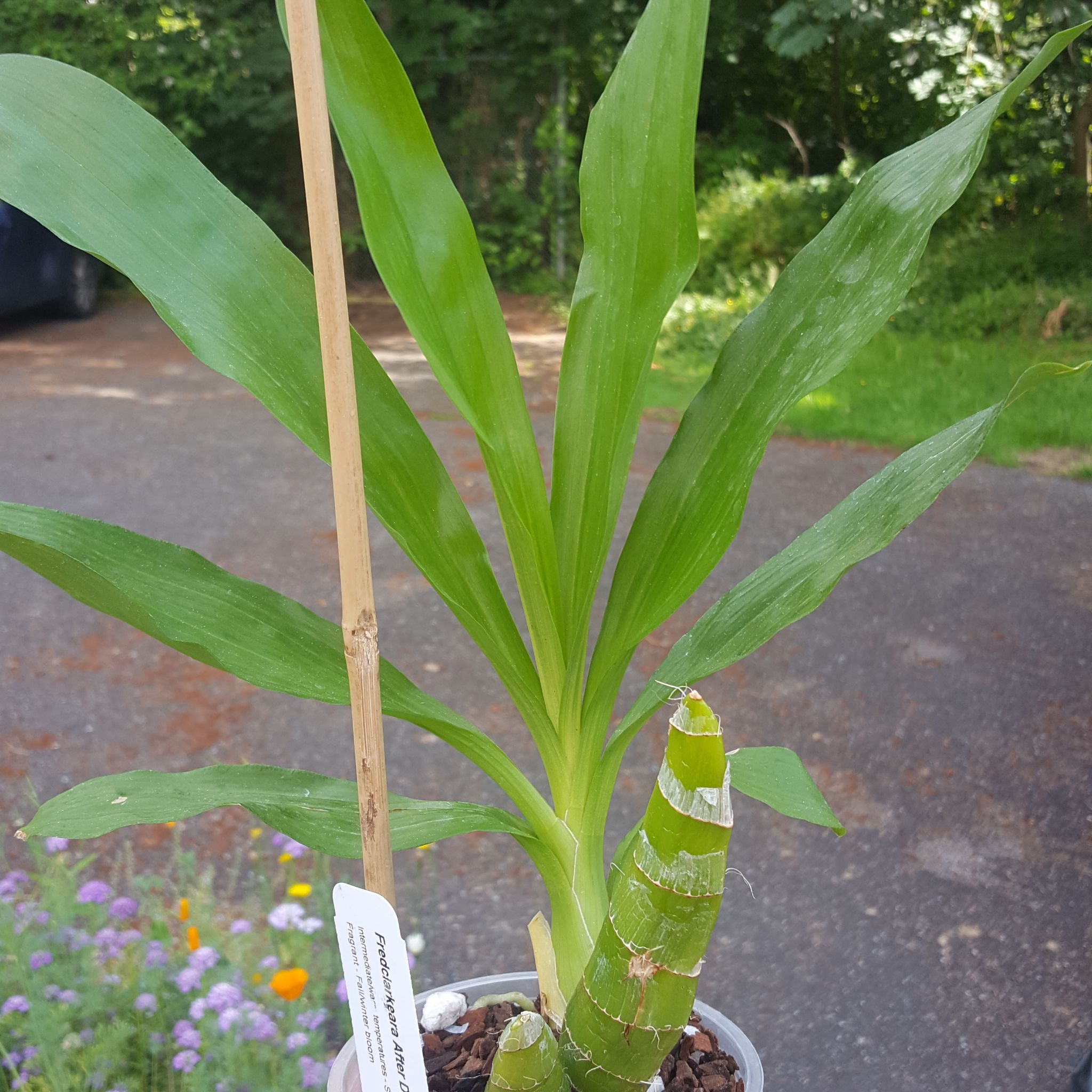 Photo of the plant species Black Pearl Orchid by @tattedscientist named Gomez on Greg, the plant care app