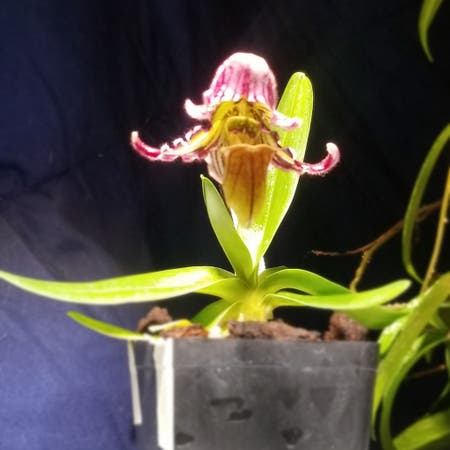 Photo of the plant species Fairy Queen Orchid by Tattedscientist named Oberon on Greg, the plant care app