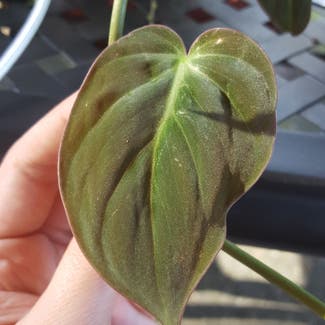 Heartleaf Philodendron plant in Marysville, Washington