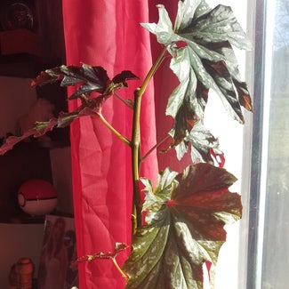 Begonia 'Sophie Cecile' plant in Marysville, Washington