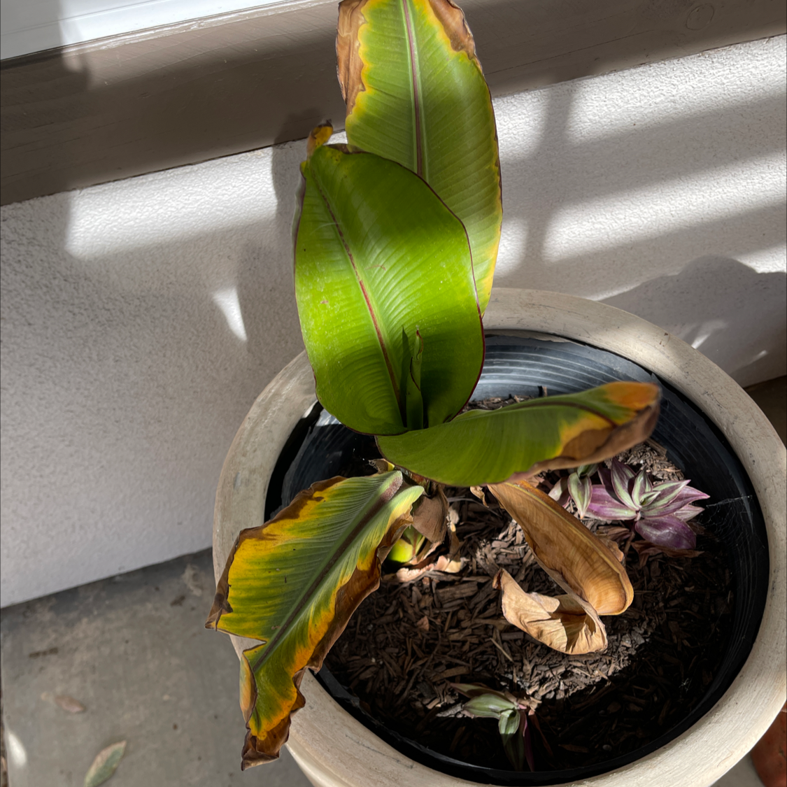 A potted Abyssinian Banana plant with yellowing and browning leaves.
