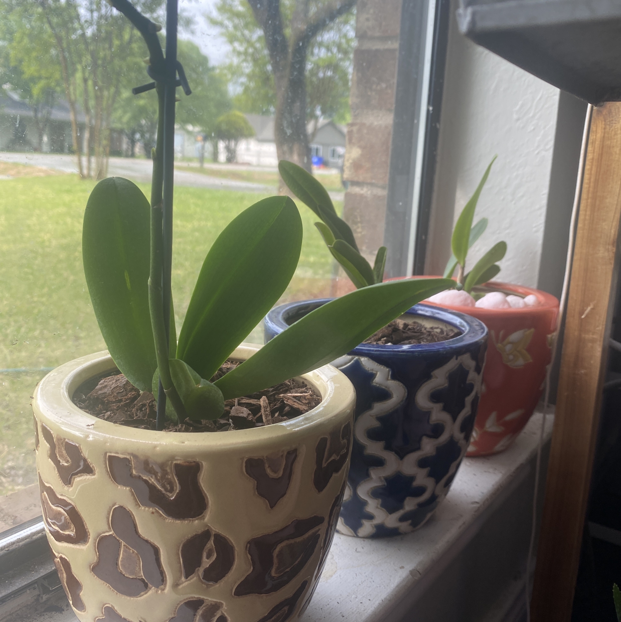 Phalaenopsis Orchid plant photo by @AidanD named Orchid Lane on Greg, the plant care app.
