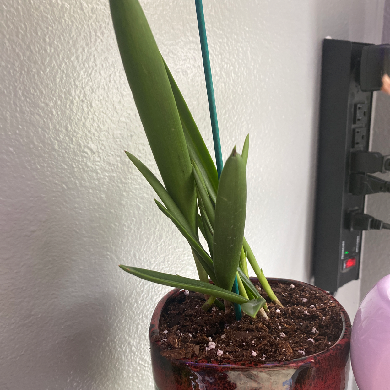 Phalaenopsis Orchid in a pot with visible soil, healthy green leaves, no flowers.