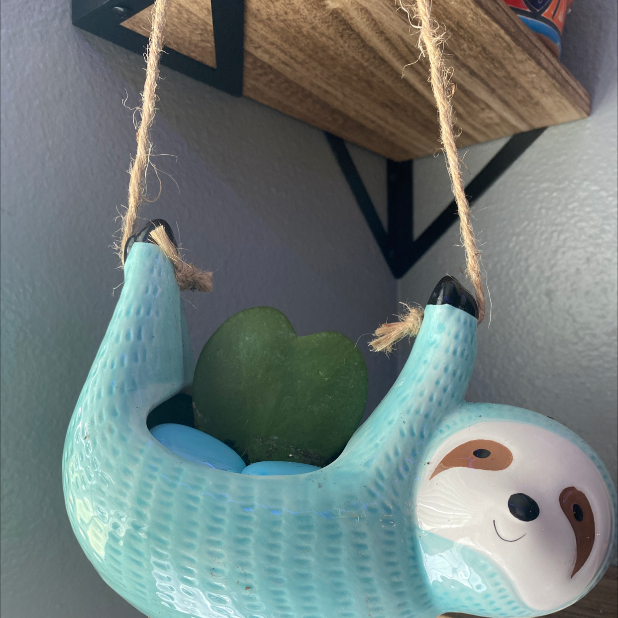 Sweetheart Hoya plant in a sloth-shaped hanging planter with a wooden shelf in the background.
