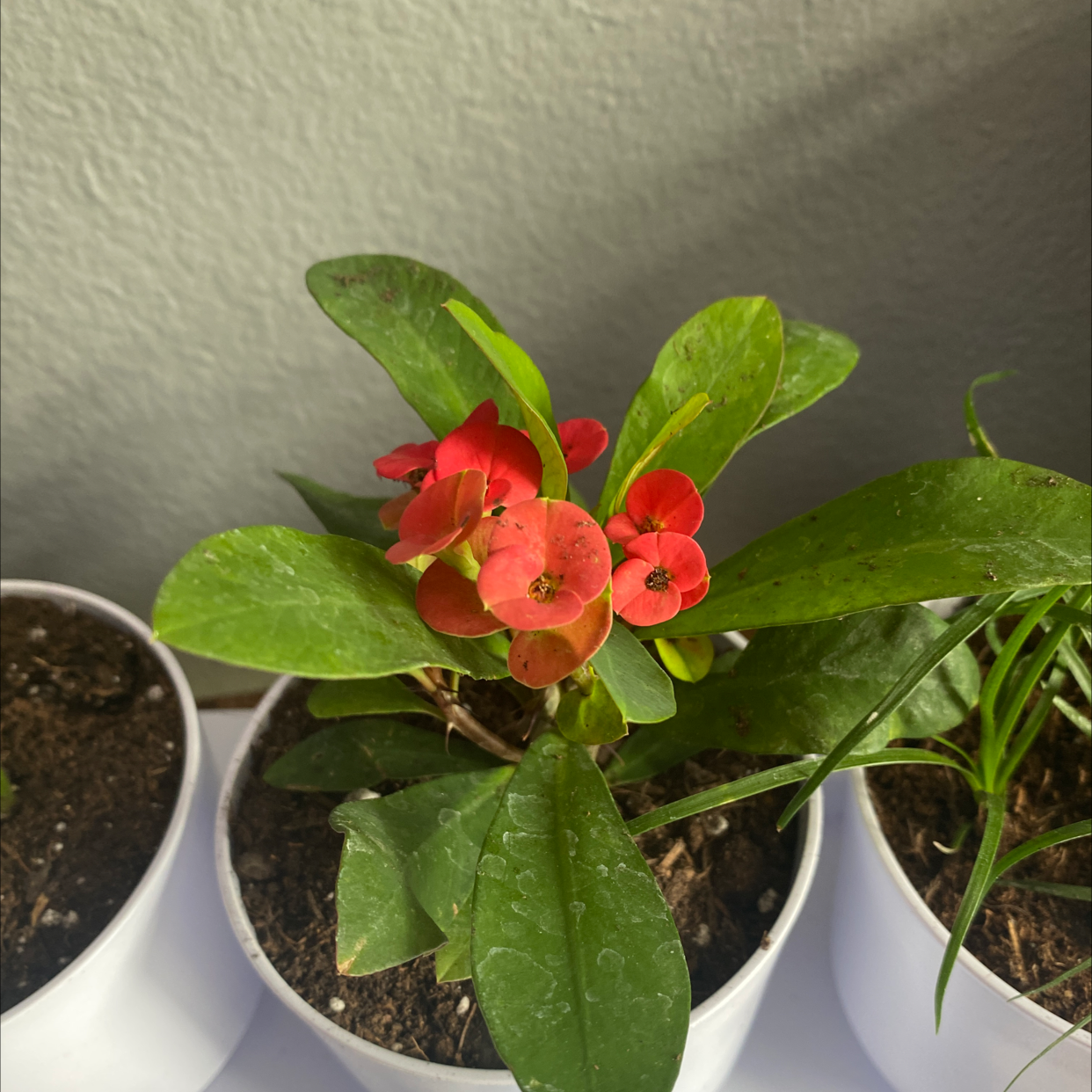 Healthy Crown of Thorns plant with glossy green leaves and bright red flower bracts growing in a white pot.