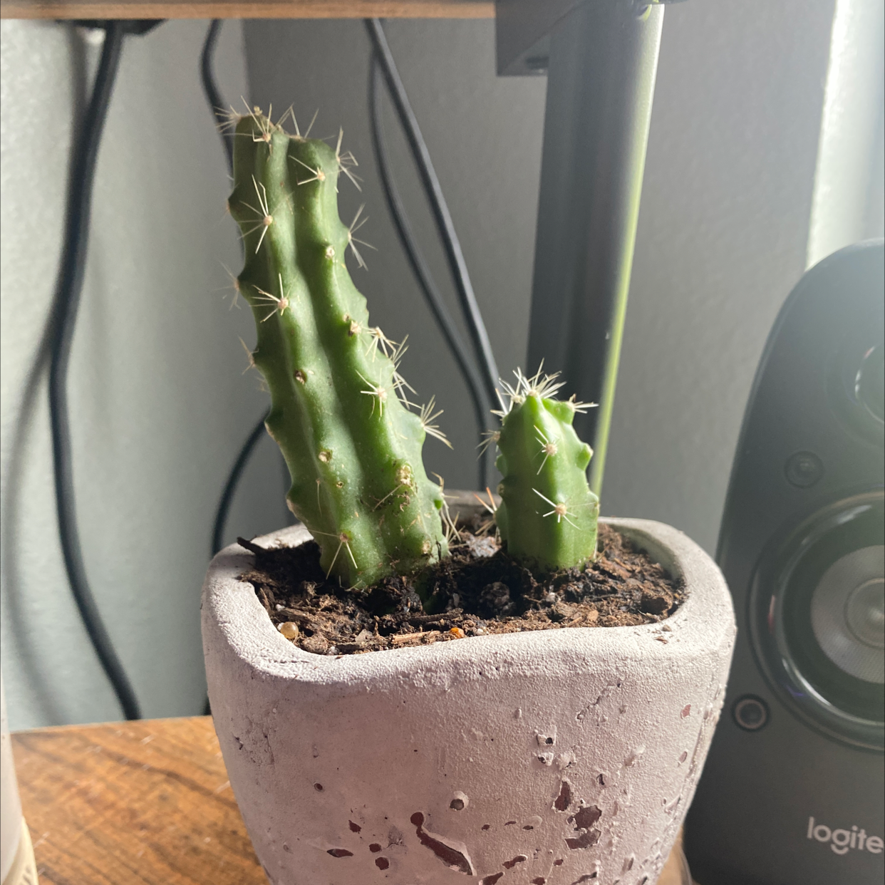 Potted Hedge Cactus with two stems, healthy and well-framed.