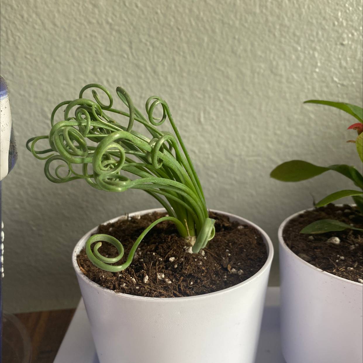 Photo of the plant species Albuca Spiralis by @AidanD named Bobby on Greg, the plant care app