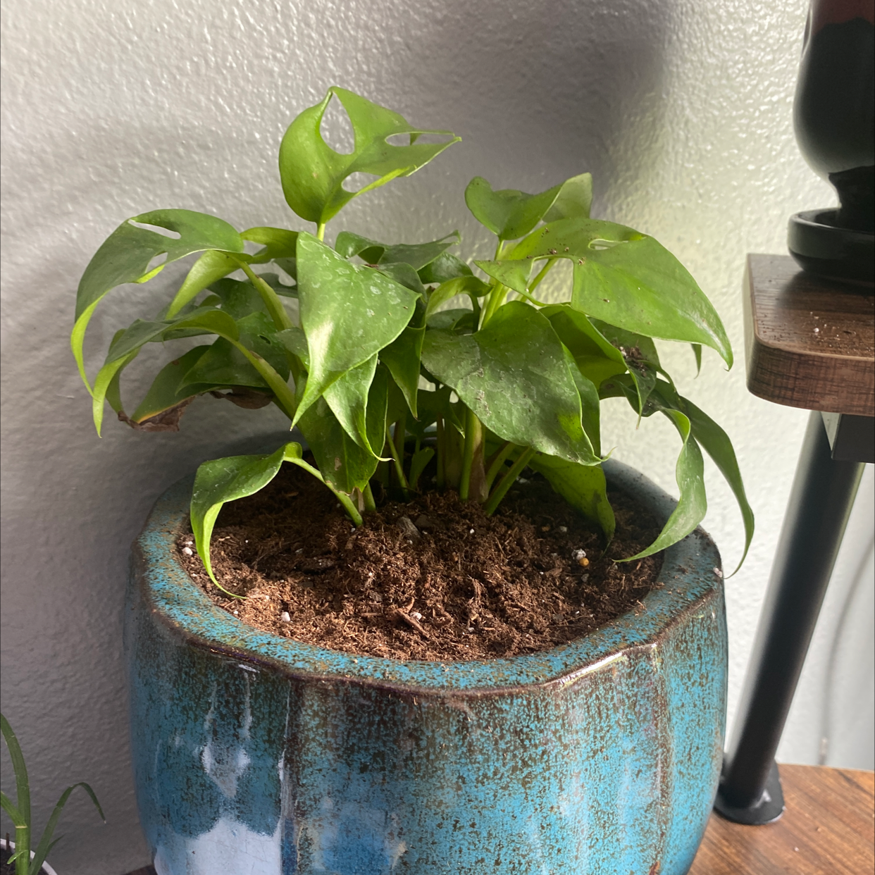 Mini Monstera plant in a blue ceramic pot with healthy green leaves and visible soil.