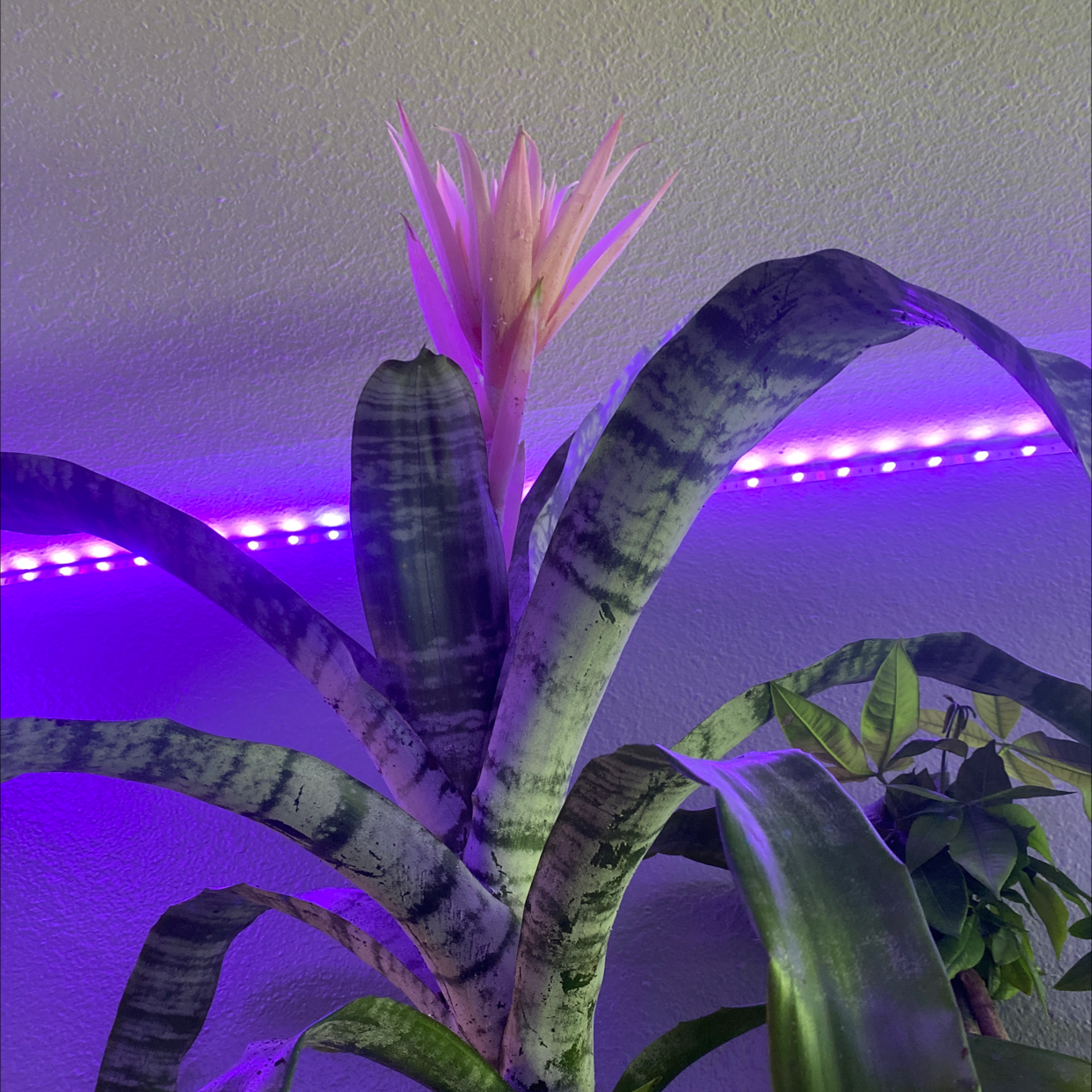 Urn Plant with a pink flower and healthy leaves under purple lighting.