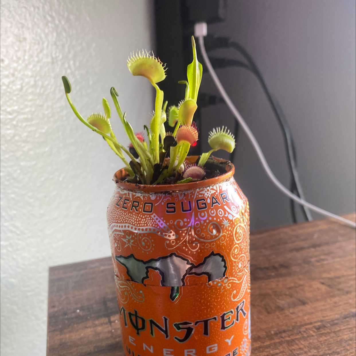 Venus Fly Trap plant growing in an orange energy drink can, appearing healthy with green and red traps.