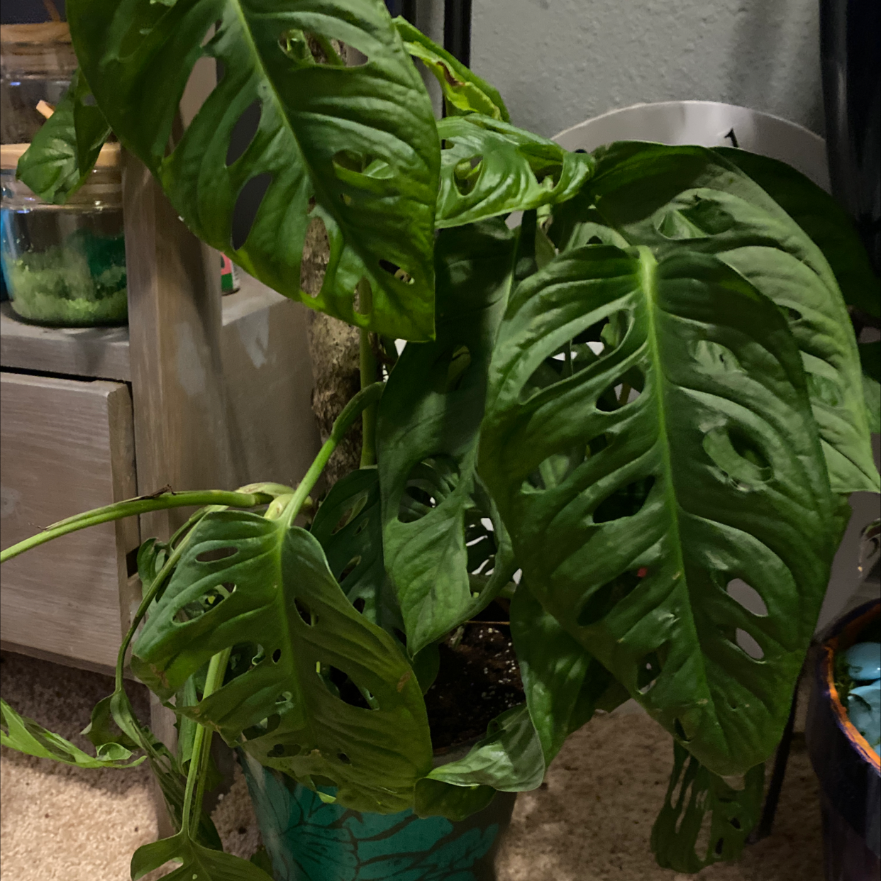 Healthy Monstera deliciosa plant with large glossy green leaves featuring fenestrations, in a teal ceramic pot.
