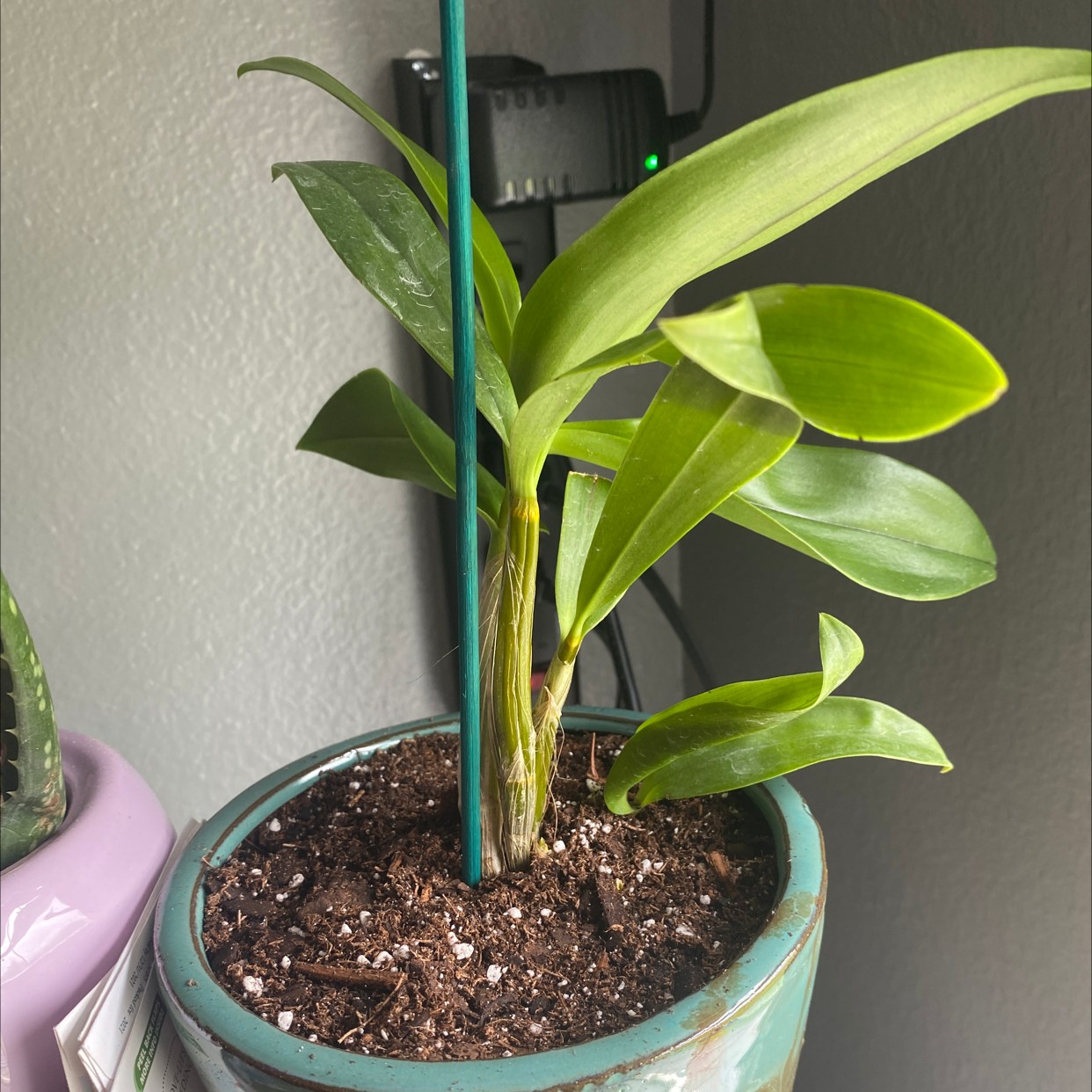 Phalaenopsis Orchid in a pot with visible soil, healthy green leaves, no flowers.