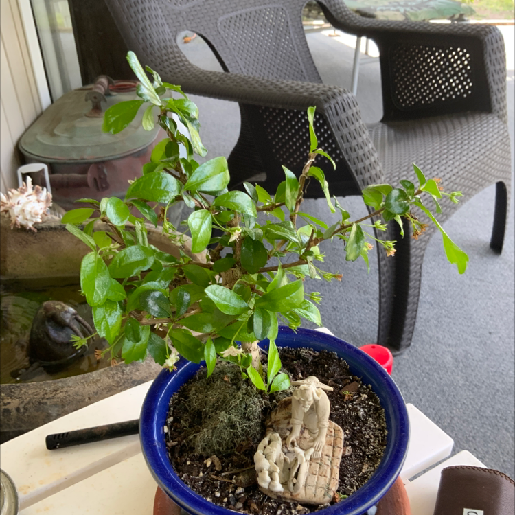 A healthy Chinese Elm bonsai tree in a blue ceramic pot, positioned on an outdoor patio table.