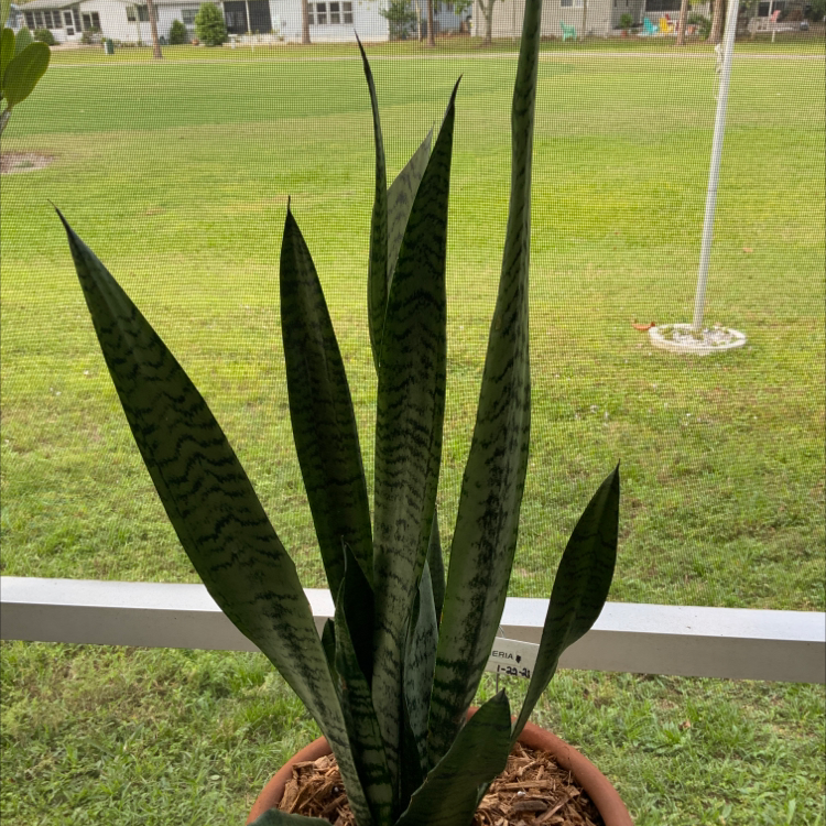 Dracaena 'Mikado' plant in a pot with healthy, upright leaves.