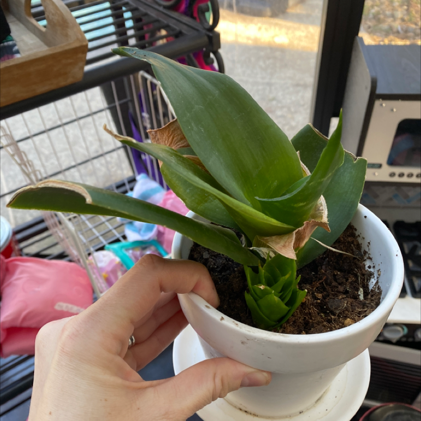 Blue Sansevieria plant in a white pot with some browning leaf tips, held by a hand.