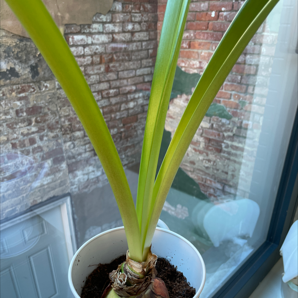 Beach Spiderlily plant in a white pot with green leaves, against a brick wall and window.
