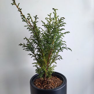 Sawara cypress plant in New Westminster, British Columbia
