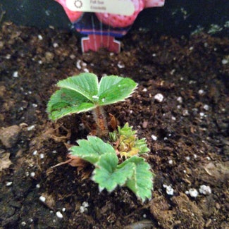 Strawberry plant in New Westminster, British Columbia