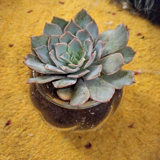 Pearl Echeveria plant in New Westminster, British Columbia