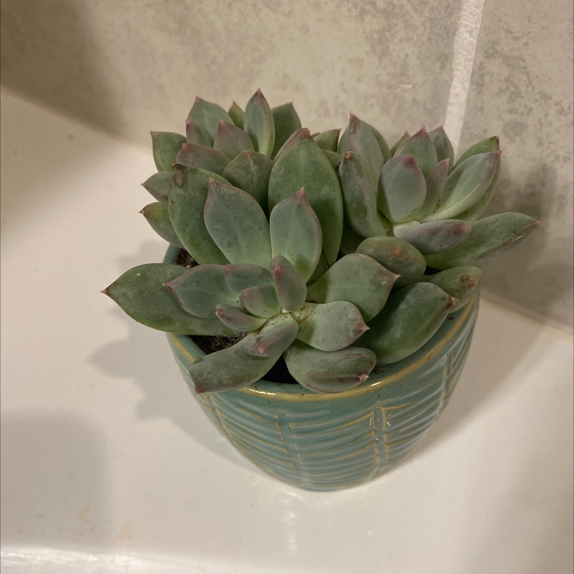 Pachyphytum 'Moon Silver' succulent in a small pot, healthy with green leaves and reddish tips.