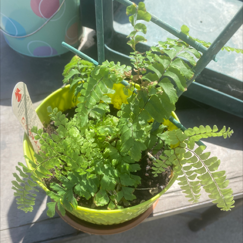 Potted Northern Maidenhair Fern with green fronds, healthy appearance.