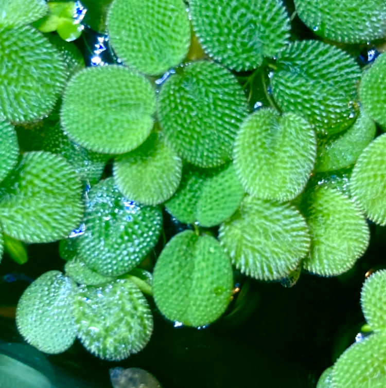 Plant care for Azolla nilotica on Greg, the plant care app