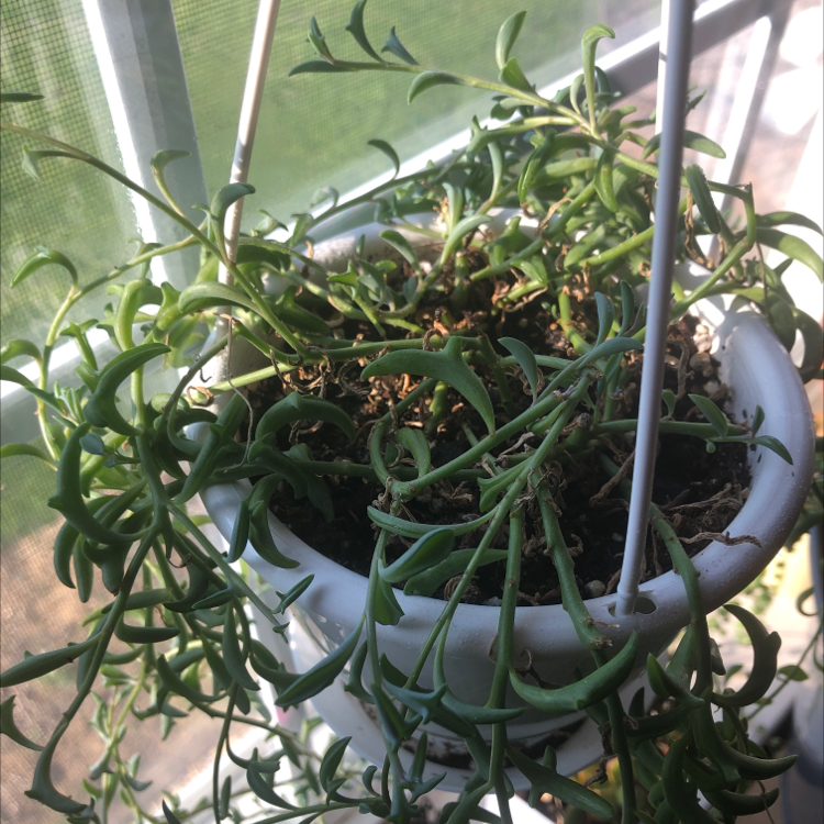 String of Dolphins plant in a hanging pot with some browning leaves and visible soil.