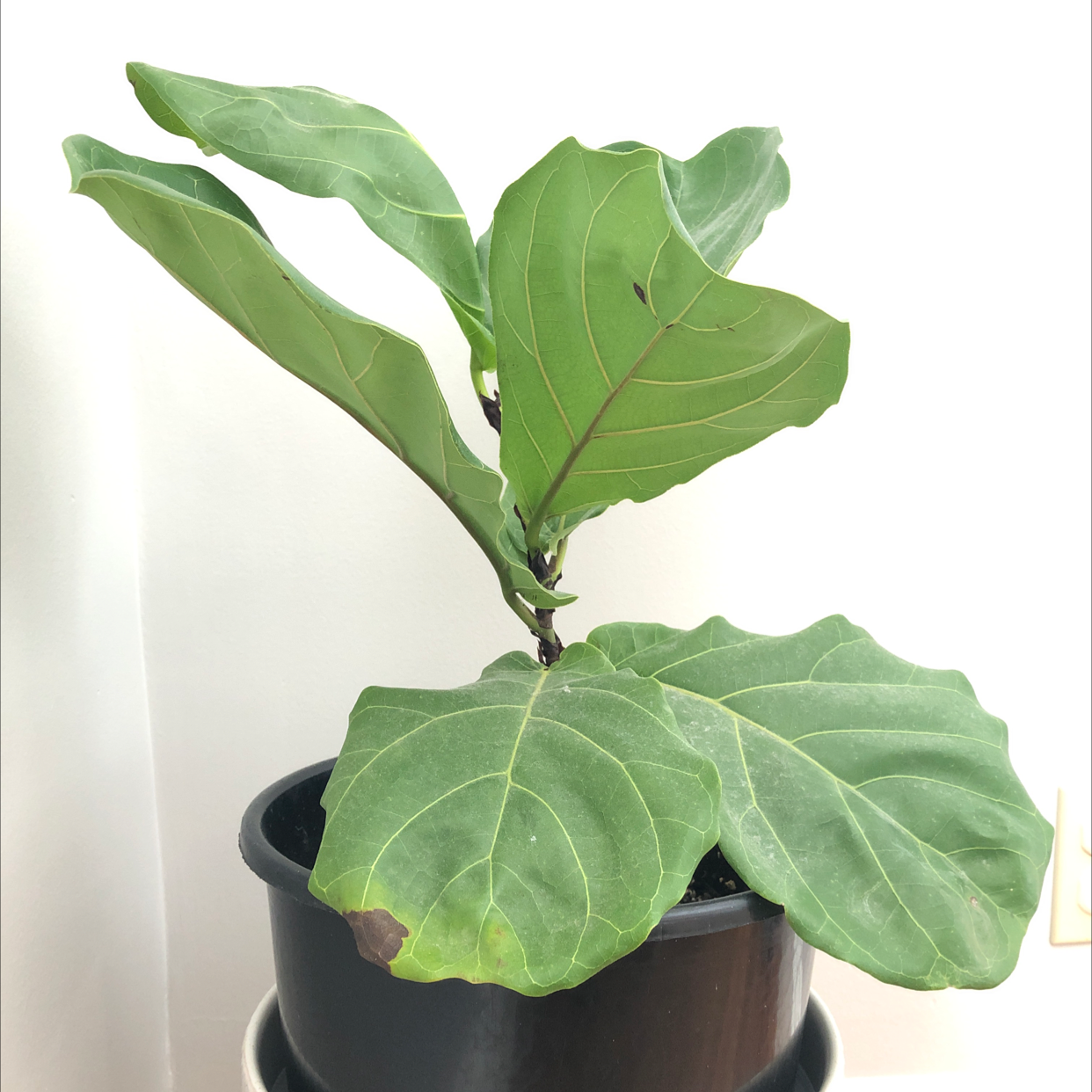 Fiddle leaf fig