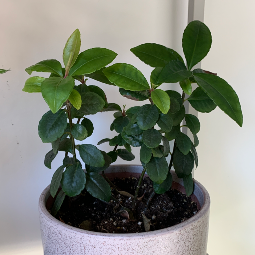 Potted Christmas Berry plant with healthy green leaves.