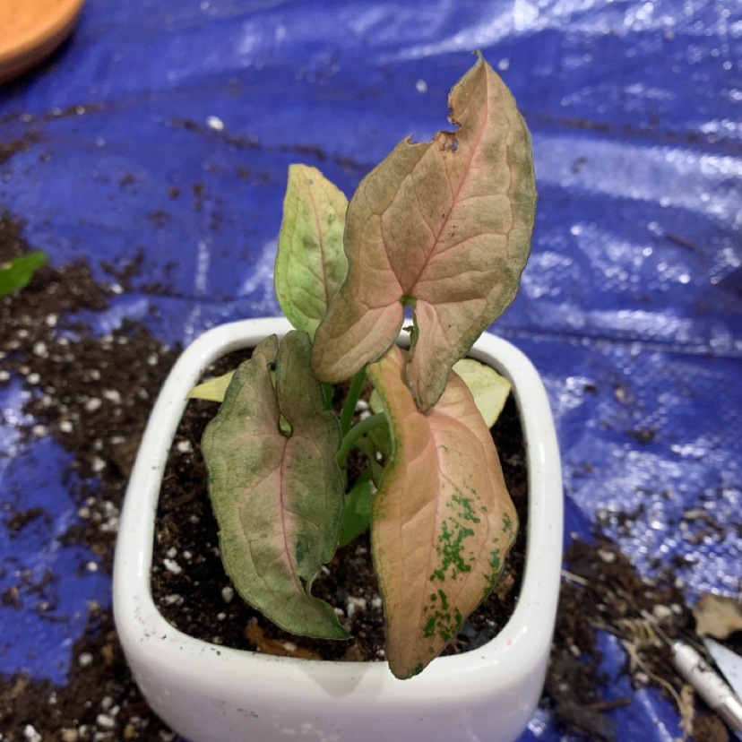 Pink Syngonium plant in a white pot with discolored leaves, placed on a blue surface.