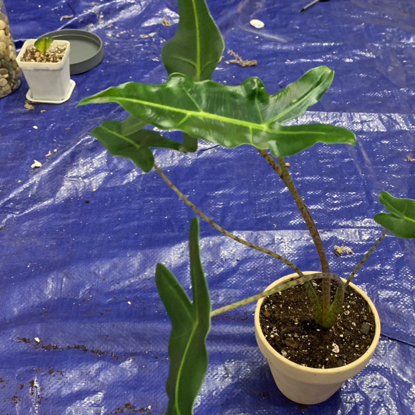 Potted Alocasia 'Sarian' plant with green leaves on a blue tarp background.
