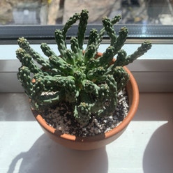 Euphorbia inermis plant