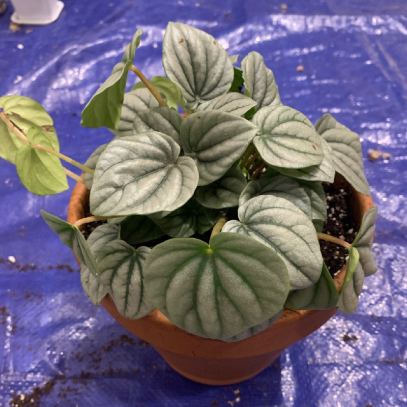 Potted Silver Frost Peperomia plant with healthy, silver-green leaves.