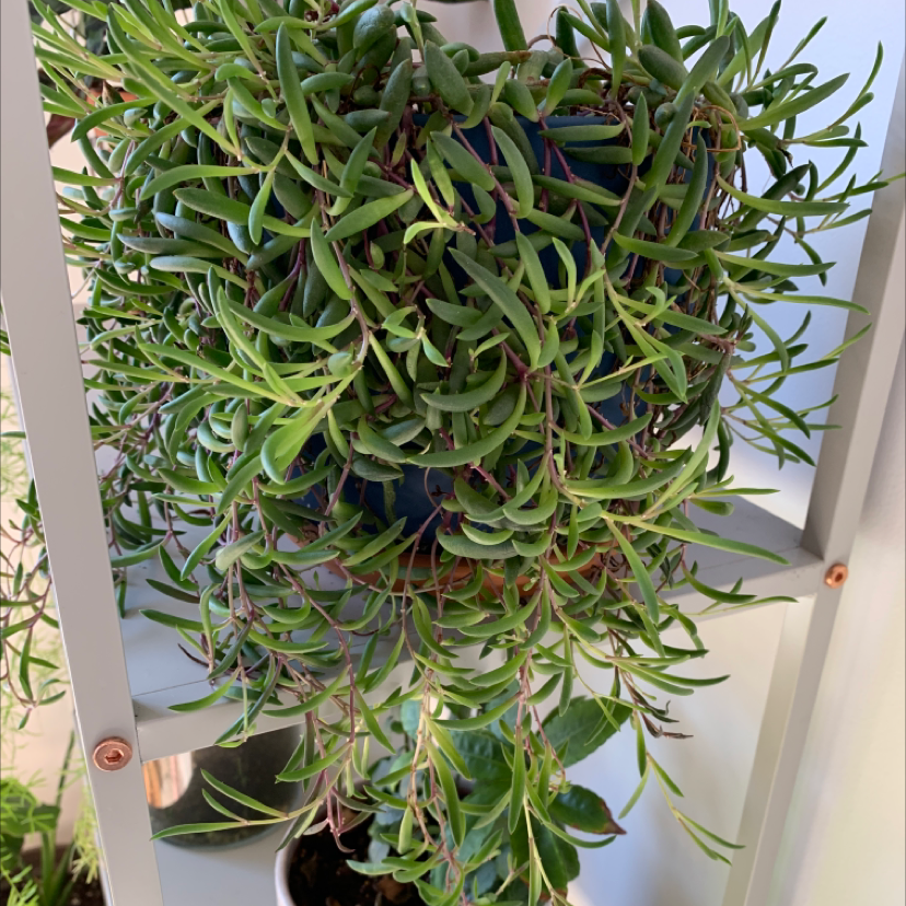 Healthy String of Pickles plant with elongated, succulent leaves in a pot.