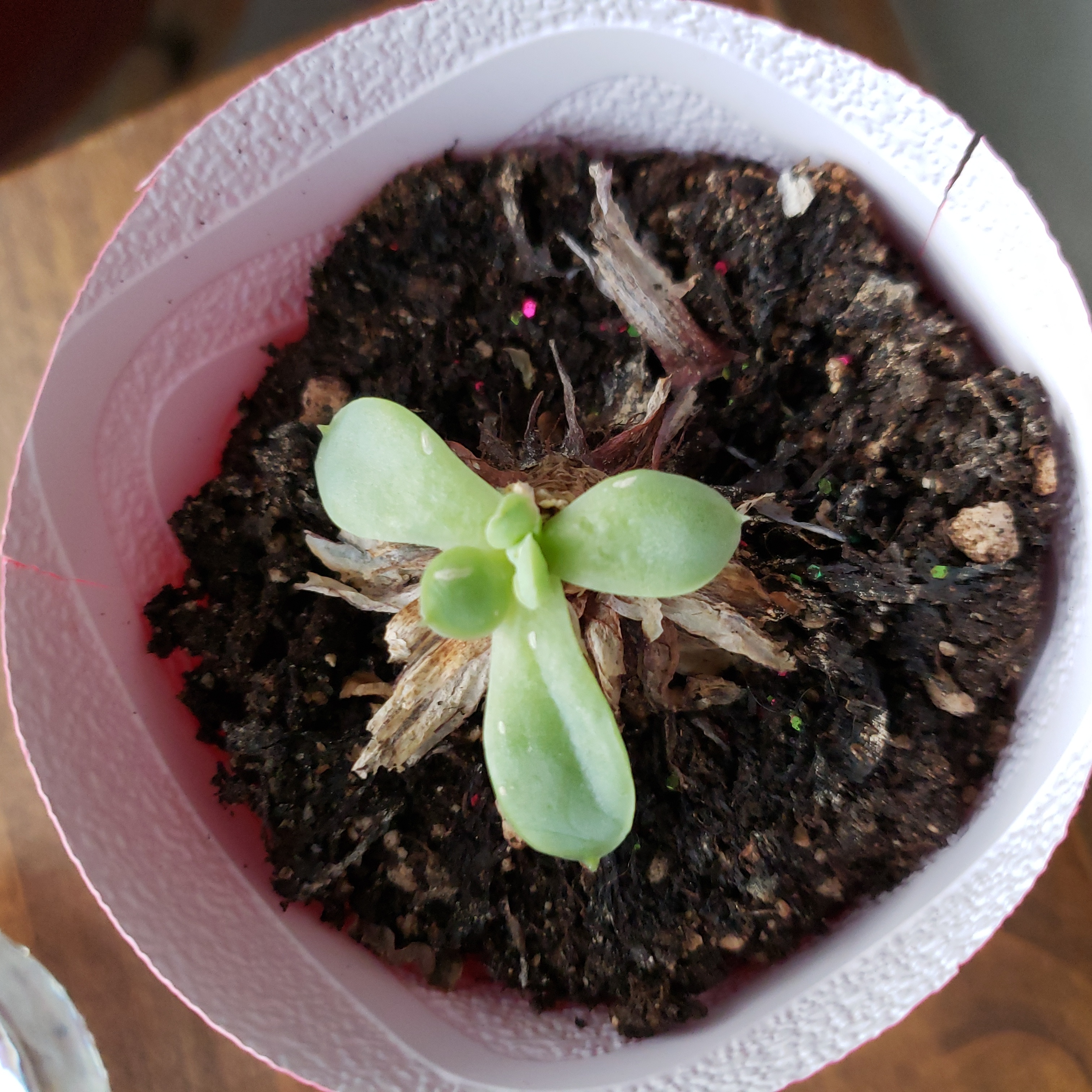 Young Tree Stonecrop plant in a pot with visible soil, healthy green leaves.