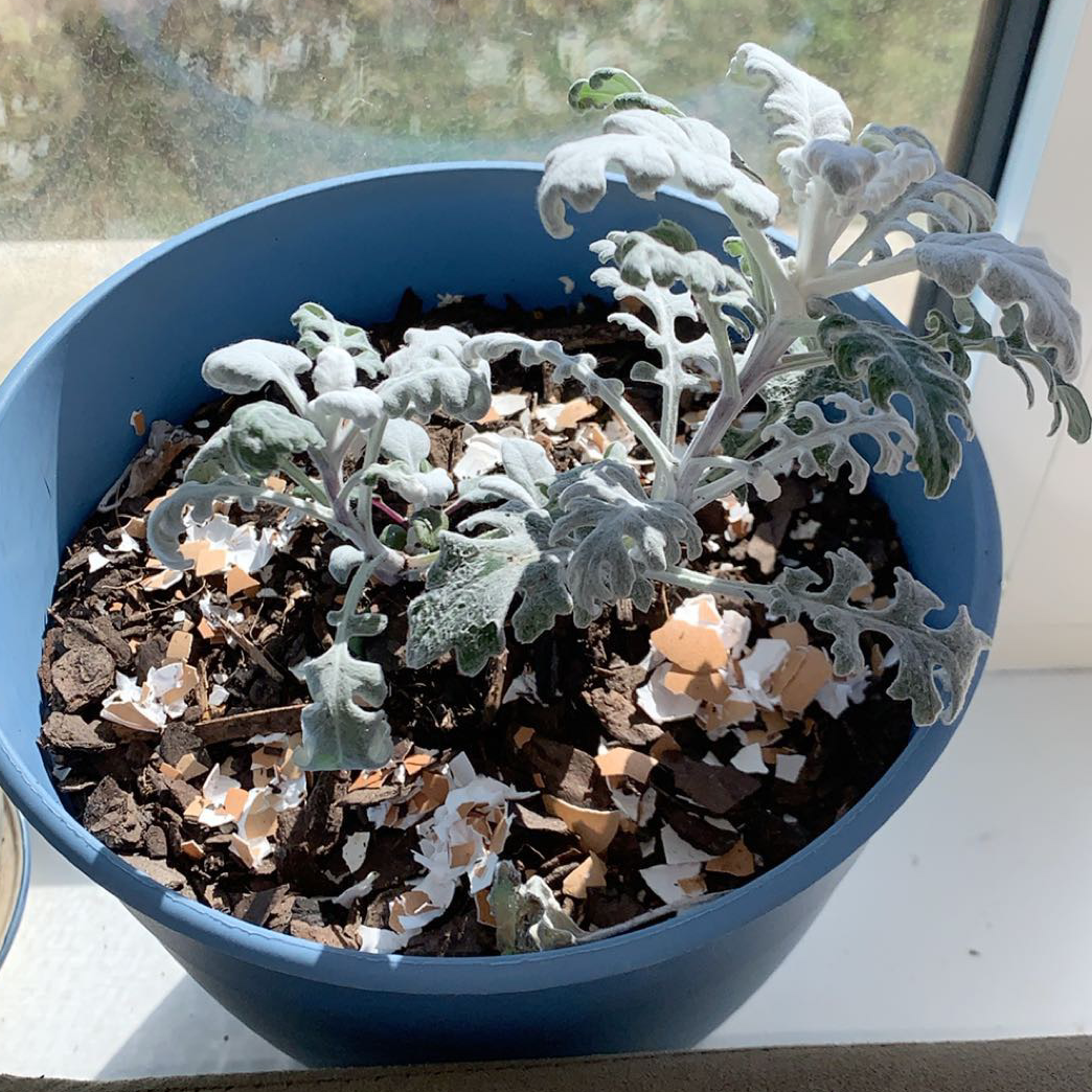 Silver Ragwort plant in a blue pot with visible soil and eggshell mulch.