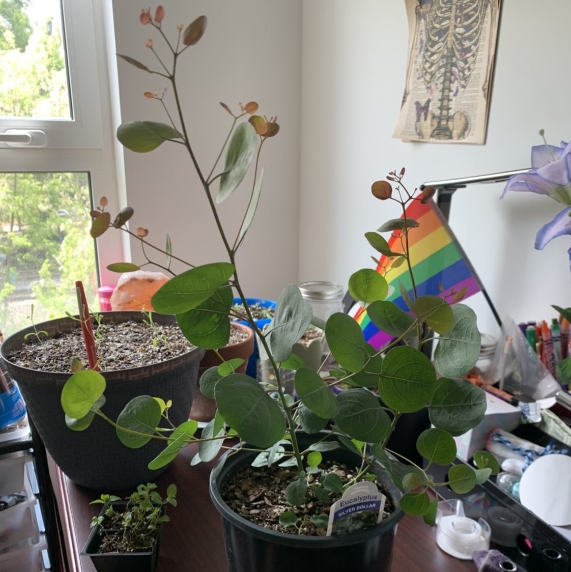 Healthy Pilea peperomioides silver dollar plant in a well-tended indoor garden with colorful tags and thriving surrounding plants.