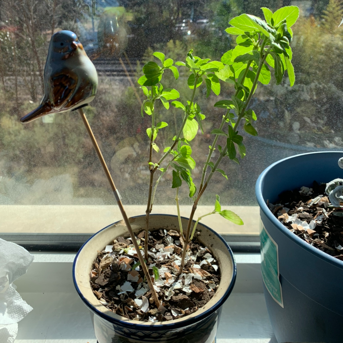 Plant care for Basil on Greg, the plant care app