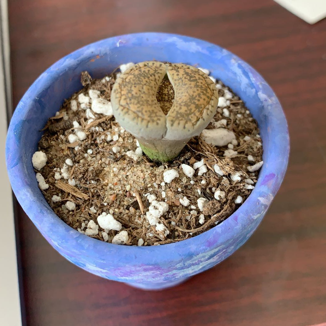 Lithops bromfieldii plant in a blue pot with visible soil.