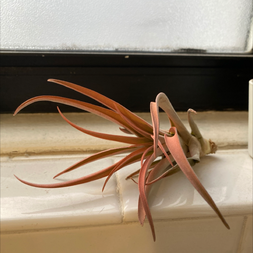 Queen's Tears plant with reddish leaves on a tiled surface near a window.
